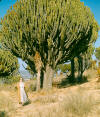 Candelabra trees (Euphorbia ingens) near Pietersburg - 1955