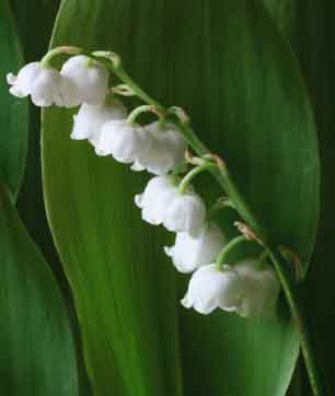 Lily of the Valley ( www.spiritlighthome.com)